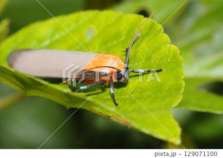 ヨツボシホソバ（オス） 129071100