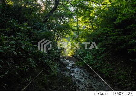 朝日が差し込む高尾山6号路 129071128