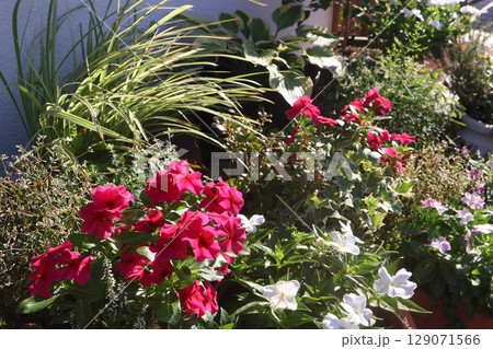 玄関前の花の寄せ植え&寄せ鉢 玄関前の花の寄せ植え&寄せ鉢 129071566