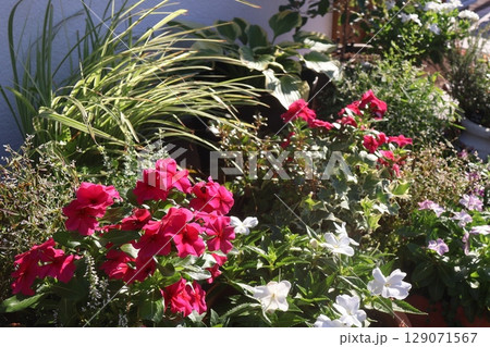 玄関前の花の寄せ植え＆寄せ鉢 129071567