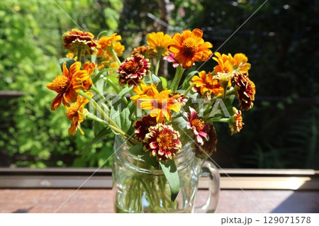 窓辺に切り戻したジニアの花を生ける 窓辺に切り戻したジニアの花を生ける 129071578
