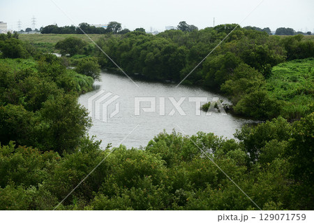 江戸川から枝分かれした水辺 129071759