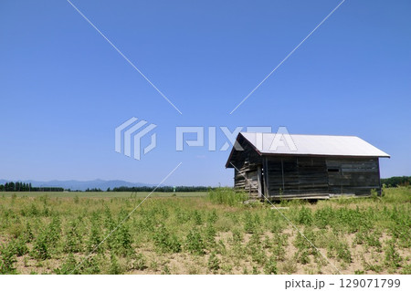 小屋・農作業・北の大地(北海道・帯広市) 小屋・農作業・北の大地(北海道・帯広市) 129071799