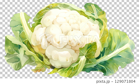 透明背景上的花椰菜水彩插圖(png) 透明背景上的花椰菜水彩插圖(png) 129071804