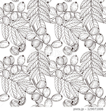 Seamless vector pattern of green walnut on branch, walnut leaves, ripe walnut in shell. For printing on kitchen towels, cookware, food packaging and cosmetics. 129071806