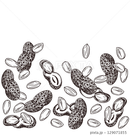 Peanuts, a vector composition of nuts, peanuts. All objects are hand-drawn with ink. The illustration is suitable for printing on the packaging of peanut products, cosmetics, tableware. Vector 129071855