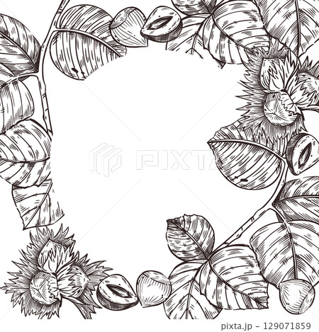 Hazelnut, hazelnut, hazelnut, tree leaf and split walnut vector frame. All objects are hand-drawn with ink. The illustration is suitable for printing on the packaging of goods, cosmetics, kitchen. 129071859