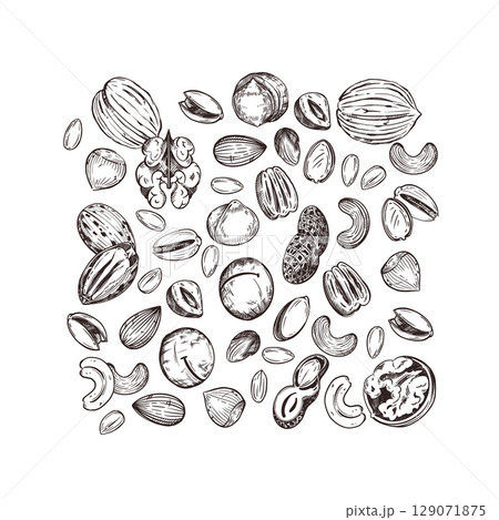 Nuts, walnuts, pecans, peanuts, pistachios, macadamias, cashews. Vector composition with nuts, hand-drawn with ink. Illustration for printing on food packaging, cosmetics, paper and fabric. Vector 129071875