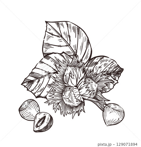 Hazelnuts, hazelnuts, hazelnuts, whole nuts and nuts with leaves, half a nut. All objects are hand-drawn with ink. Vector illustration for printing on packaging of goods, tableware, kitchen textiles. Hazelnuts, hazelnuts, hazelnuts, whole nuts and nuts with leaves, half a nut. All objects are hand-drawn with ink. Vector illustration for printing on packaging of goods, tableware, kitchen textiles. 129071894