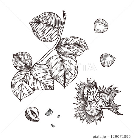 A set of vector illustrations. Hazelnut, hazelnut, hazelnut branch with leaves, nut in shell, cracked nut. All objects are hand-drawn with ink. For printing on fabric, product packaging, cosmetics,.  129071896
