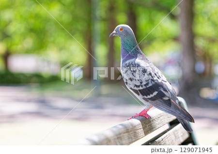 公園のベンチに留まるカワラバト 129071945