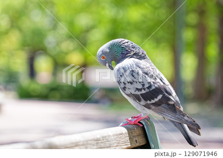 ベンチで休むカワラバト 129071946