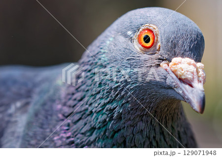 こちらを見るカワラバト 129071948