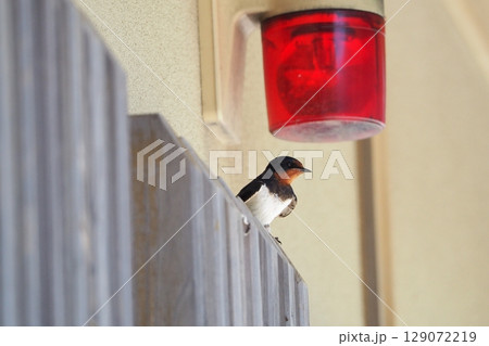 日本の夏の風物詩　燕（つばめ）の姿 129072219