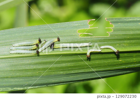 クロコノマチョウの幼虫 クロコノマチョウの幼虫 129072230