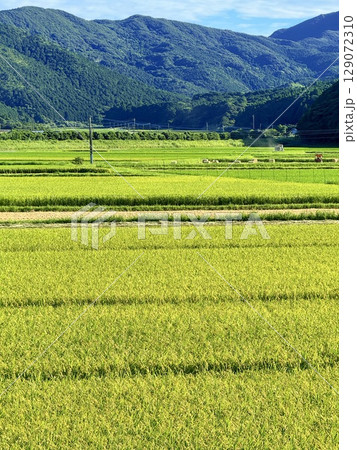 日本・長崎県・五島列島・福江島の田園風景と火山丘陵の広がる夏景色 日本・長崎県・五島列島・福江島の田園風景と火山丘陵の広がる夏景色 129072310