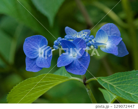 アジサイ科ヤマアジサイの青い装飾花 129072447