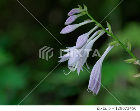 キジカクシ科の多年草オオバギボウシの開花 129072450