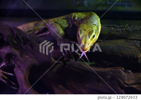 コガネオオトカゲ 129072633