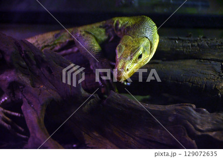 コガネオオトカゲ 129072635
