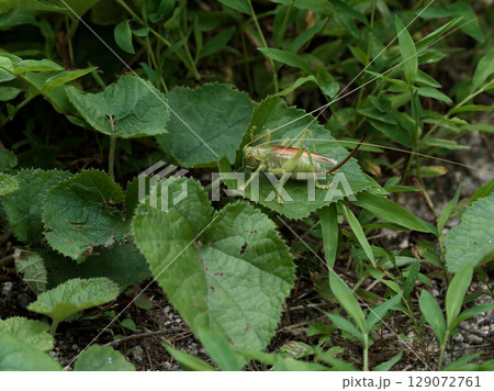 葉の上のコロギス科コロギス♀ 129072761