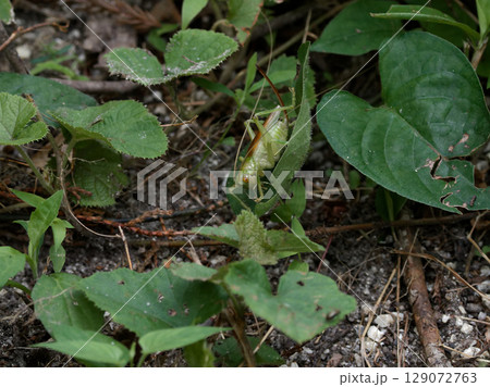 葉の上のコロギス科コロギス♀ 葉の上のコロギス科コロギス♀ 129072763