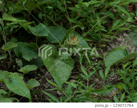 葉の上のコロギス科コロギス♀ 葉の上のコロギス科コロギス♀ 129072764