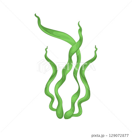 Illustration of Seaweed Illustration of Seaweed 129072877
