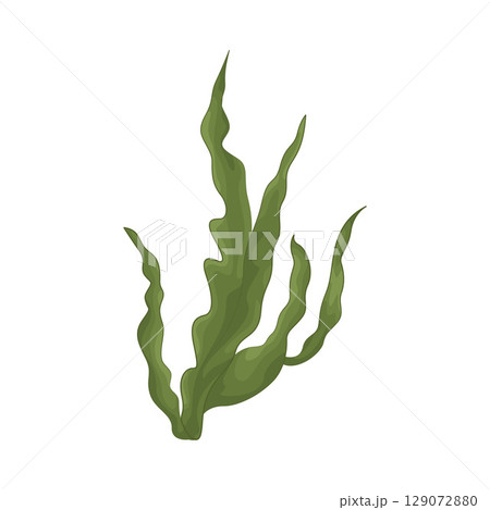 Illustration of Seaweed  129072880