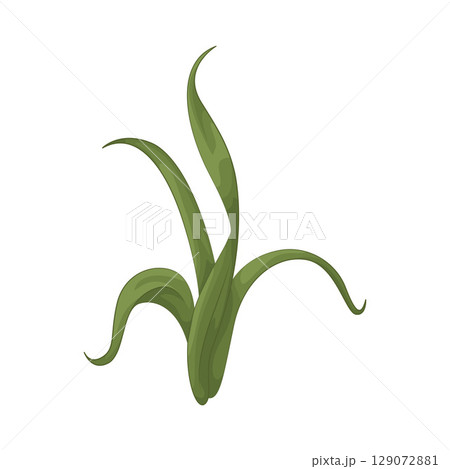 Illustration of Seaweed Illustration of Seaweed 129072881