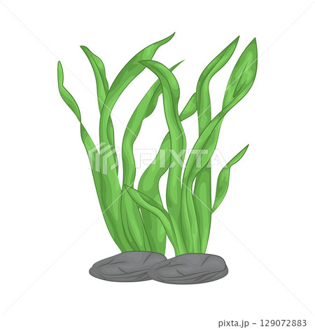 Illustration of Seaweed  129072883