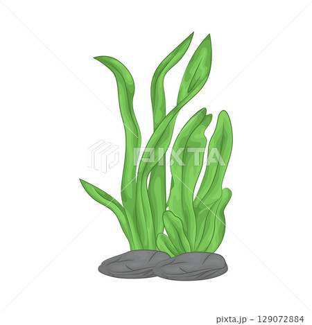 Illustration of Seaweed Illustration of Seaweed 129072884