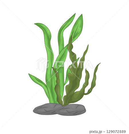 Illustration of Seaweed  129072889