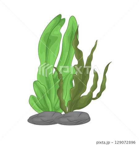 Illustration of Seaweed  129072896