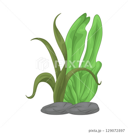 Illustration of Seaweed  129072897