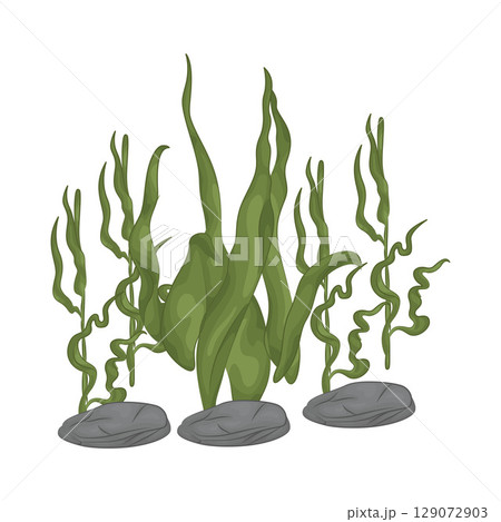 Illustration of Seaweed Illustration of Seaweed 129072903