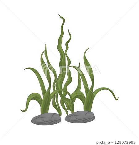 Illustration of Seaweed Illustration of Seaweed 129072905