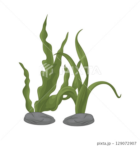 Illustration of Seaweed Illustration of Seaweed 129072907