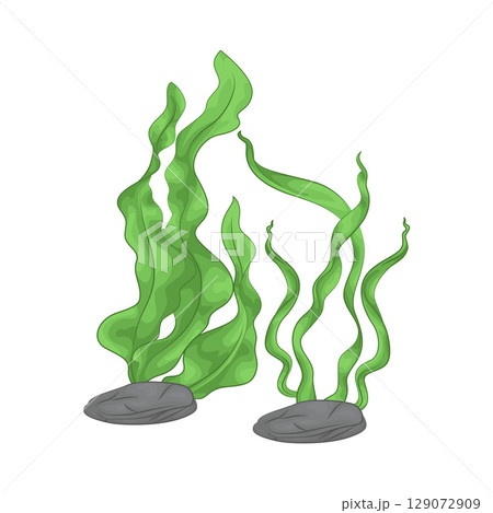 Illustration of Seaweed  129072909
