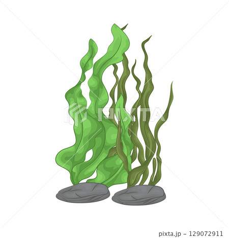 Illustration of Seaweed  129072911