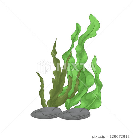 Illustration of Seaweed  129072912