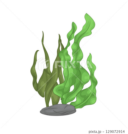 Illustration of Seaweed  129072914