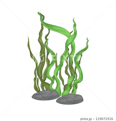 Illustration of Seaweed  129072916