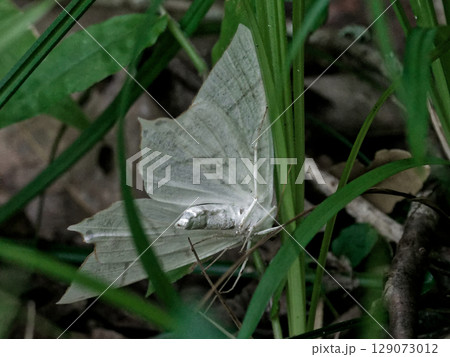 白い大型の蛾　シャクガ科ウスキツバメエダシャク 129073012