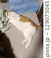 寝転ぶ猫 129073045