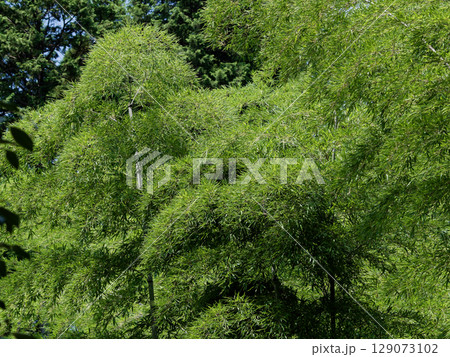 マダケ竹林 129073102