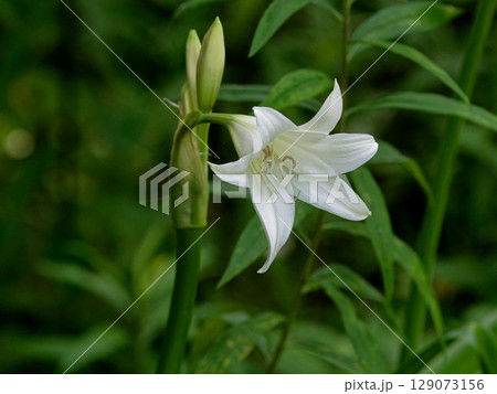 ヒガンバナ科クリナムの白い清楚な花 ヒガンバナ科クリナムの白い清楚な花 129073156