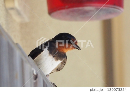 日本の夏の風物詩 燕(つばめ)の姿 日本の夏の風物詩 燕(つばめ)の姿 129073224