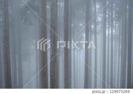 霧の中に浮かぶスギ林の幻想的な風景 129073269