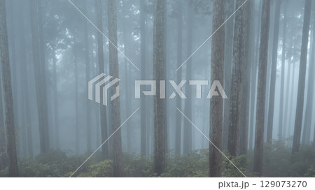 霧の中に浮かぶスギ林の幻想的な風景 129073270